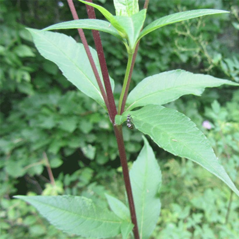 Helianthus giganteus Sheilas Sunshine (Foliage)