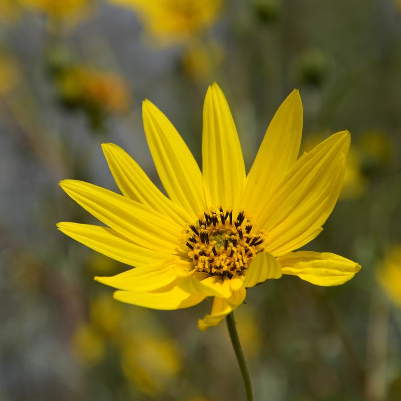 Helianthus Lemon Queen (Flowering)