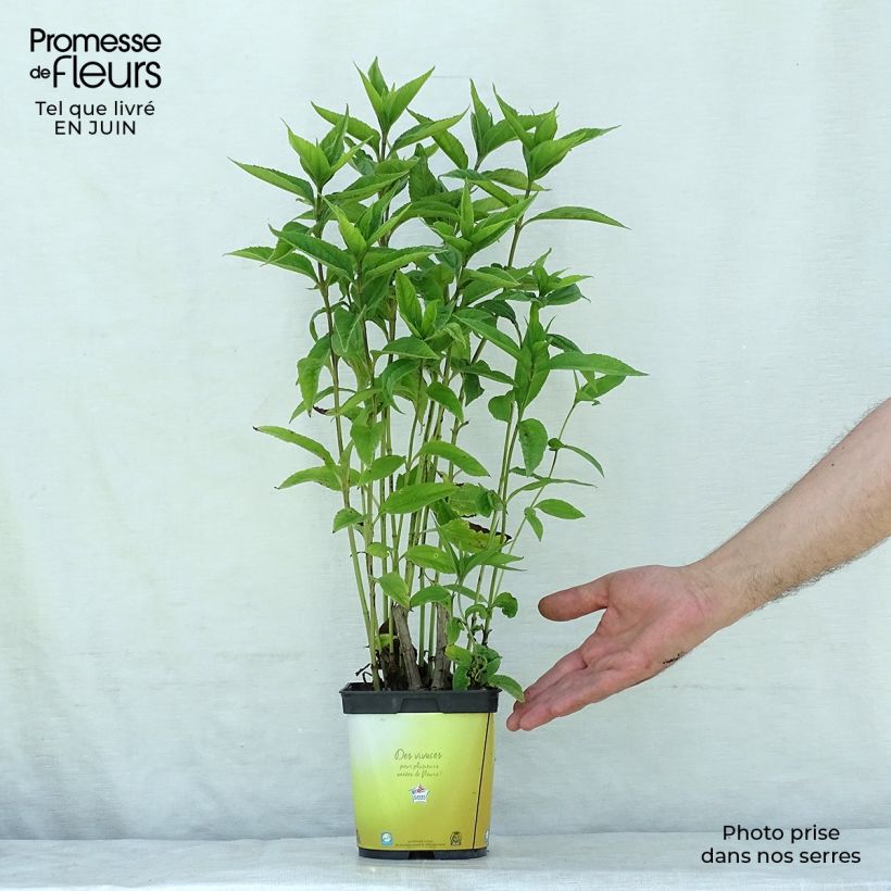 Helianthus Lemon Queen 2L/3L pot sample as delivered in summer