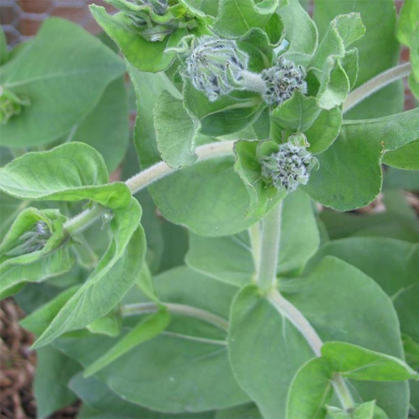 Helianthus mollis (Foliage)