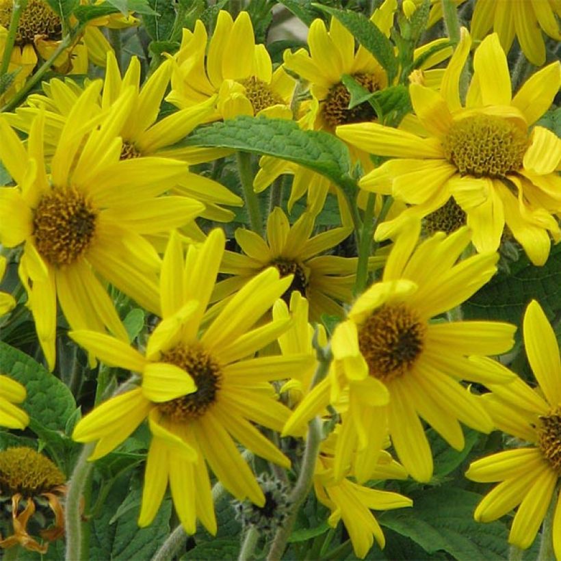 Helianthus mollis (Flowering)