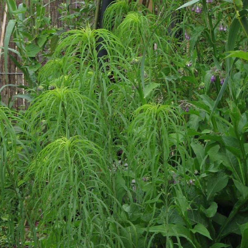 Helianthus salicifolius (Plant habit)