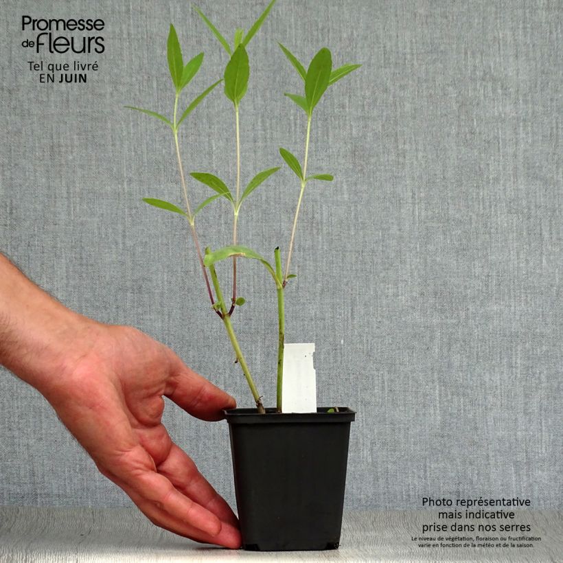 Helianthus salicifolius 8/9 cm pot sample as delivered in summer