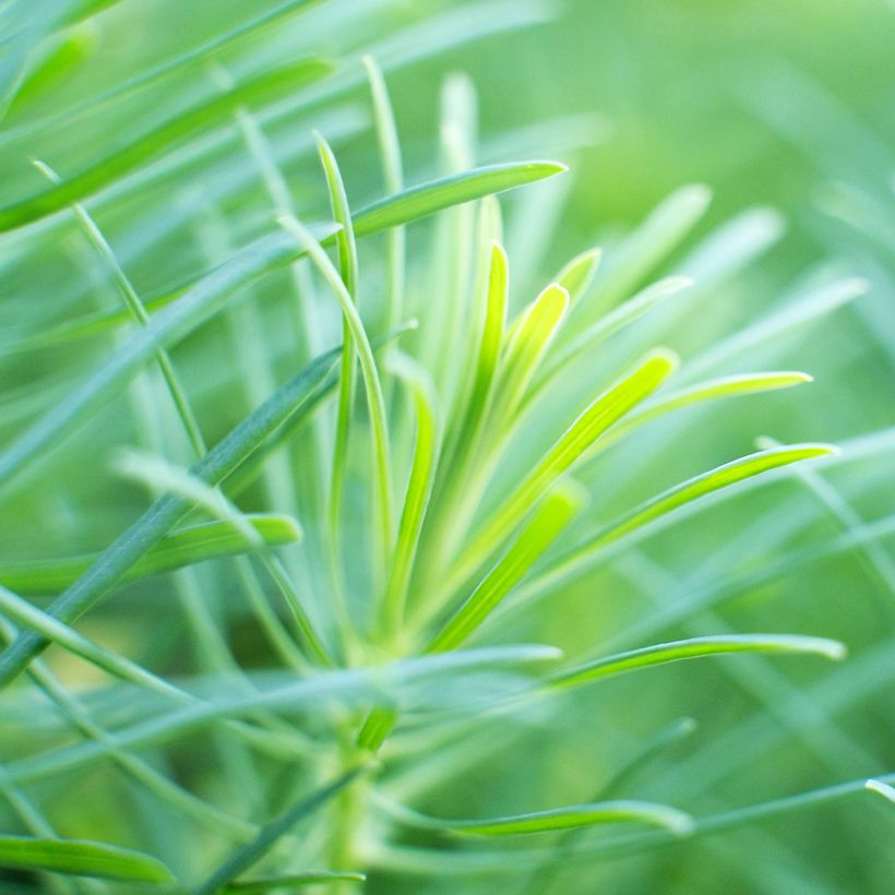 Helianthus salicifolius (Foliage)