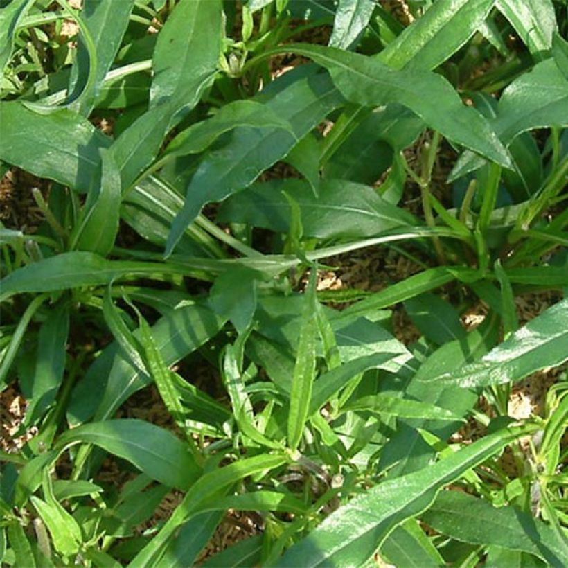 Helianthus salicifolius Table Mountain (Foliage)