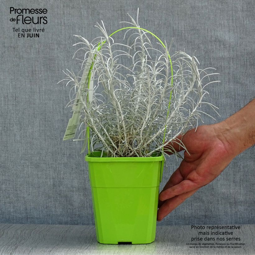 Helichrysum italicum Korma 2L/3L pot sample as delivered in summer