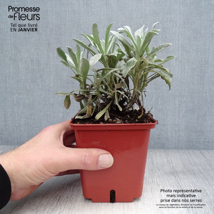 Helichrysum amorginum Red Jewel 1L/1.5L pot sample as delivered in winter