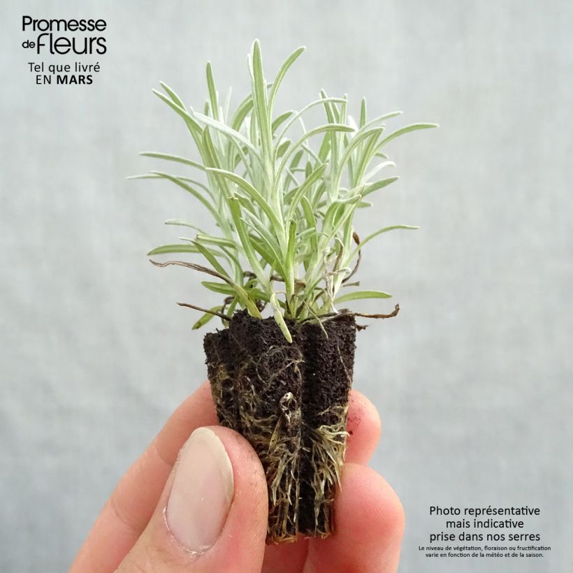 Helichrysum italicum Plug Bio Plug plant 3/4cm sample as delivered in spring