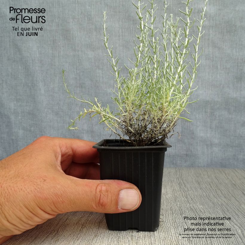 Helichrysum italicum 7/8 cm pot sample as delivered in summer