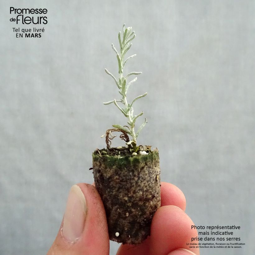 Helichrysum italicum Plug sample as delivered in spring