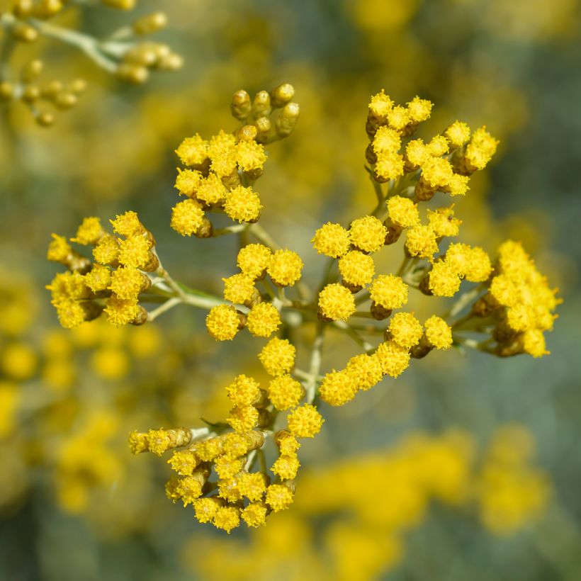 Helichrysum italicum Plug (Flowering)