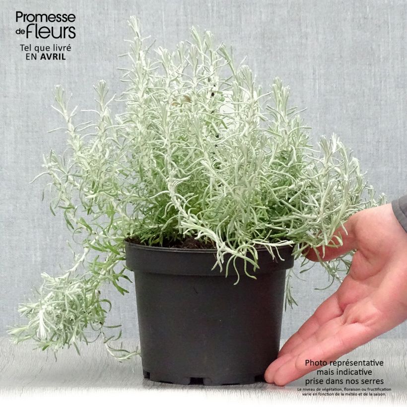 Helichrysum italicum subsp. microphyllum 1.5L/2L pot sample as delivered in spring