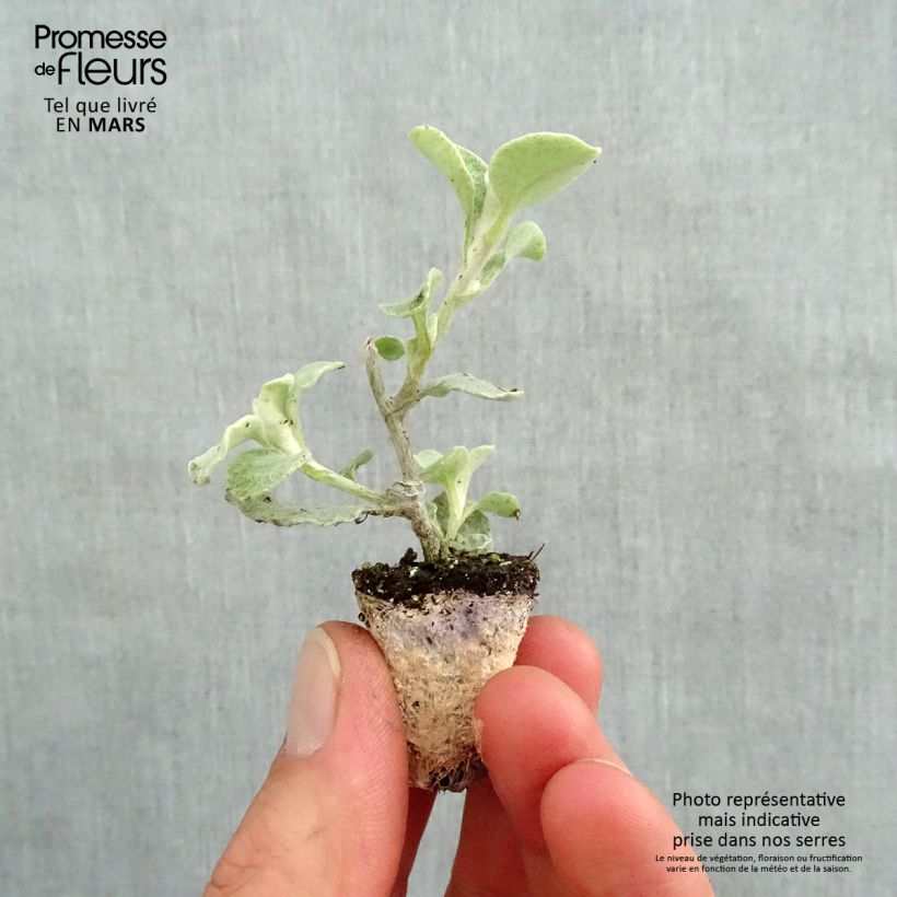 Helichrysum petiolare Silver Plug plant 3/4cm sample as delivered in spring