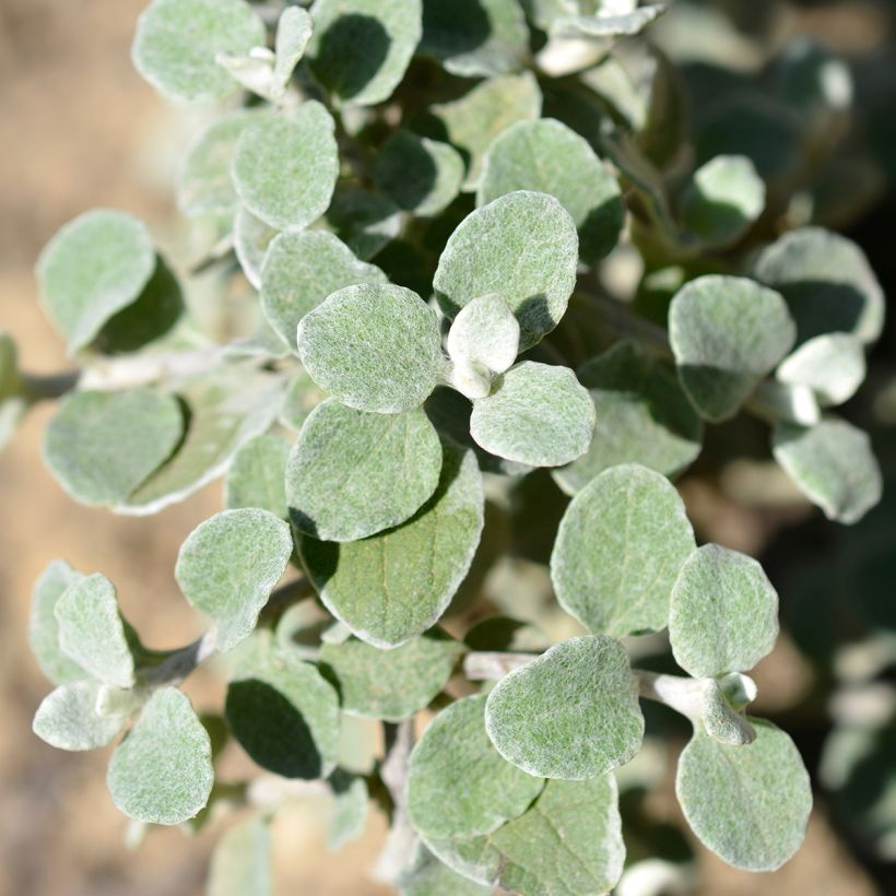 Helichrysum petiolare Silver (Foliage)