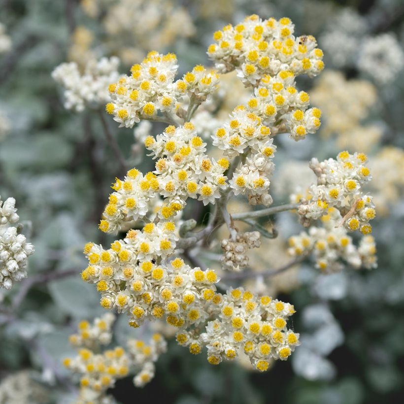 Helichrysum petiolare Silver (Flowering)