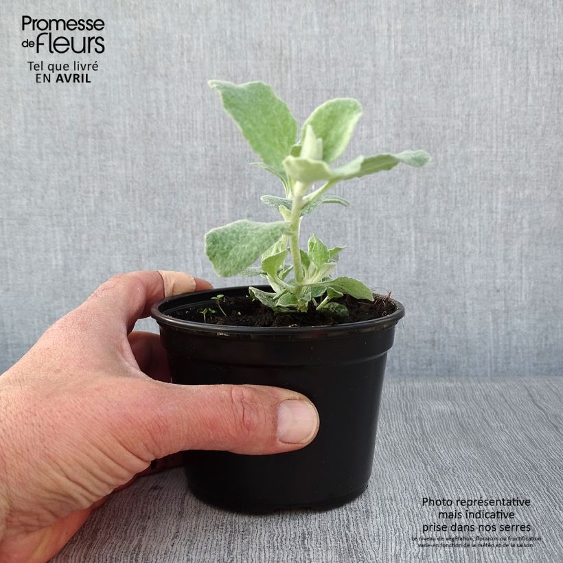 Helichrysum petiolare Silver 8/9 cm pot sample as delivered in spring