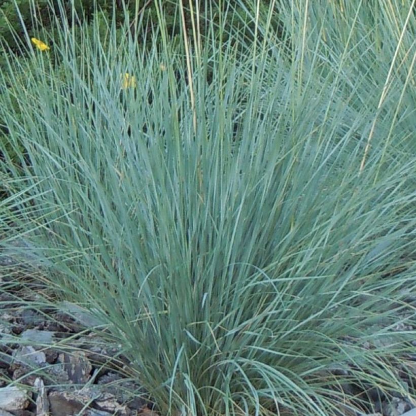 Helictotrichon sempervirens - Blue oat grass (Foliage)