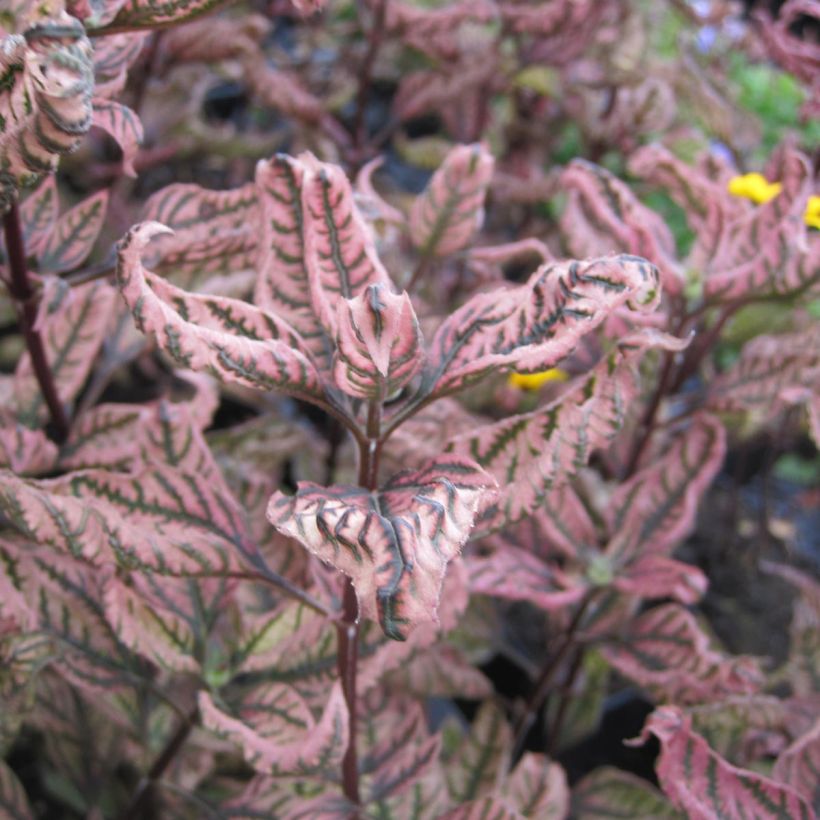 Heliopsis helianthoides Summer Pink (Foliage)