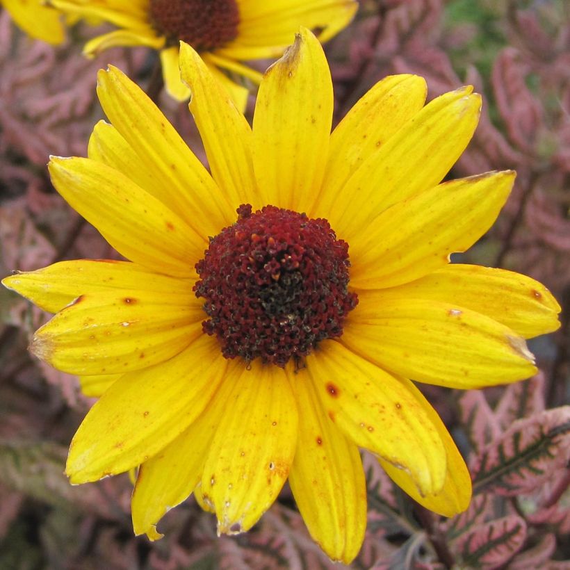 Heliopsis helianthoides Summer Pink (Flowering)