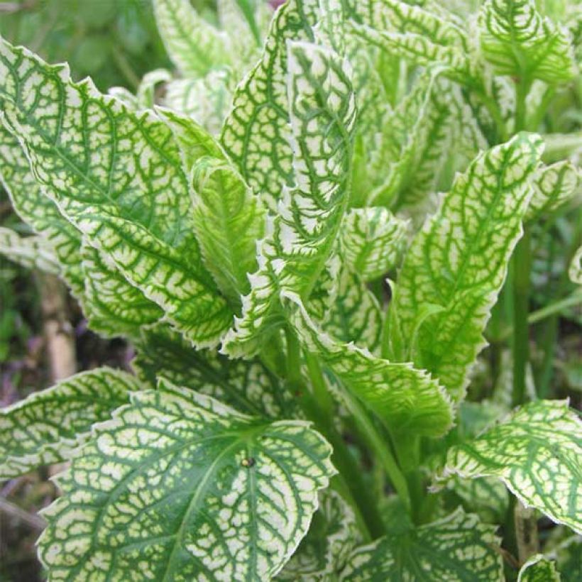 Heliopsis helianthoïdes Loraine Sunshine (Foliage)