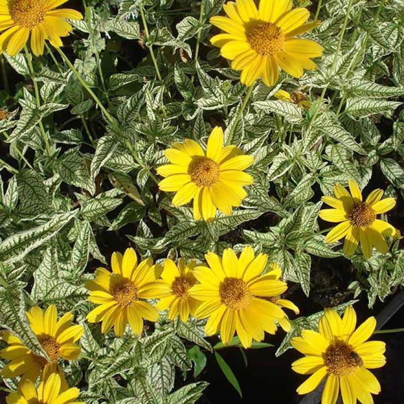 Heliopsis helianthoïdes Loraine Sunshine (Flowering)