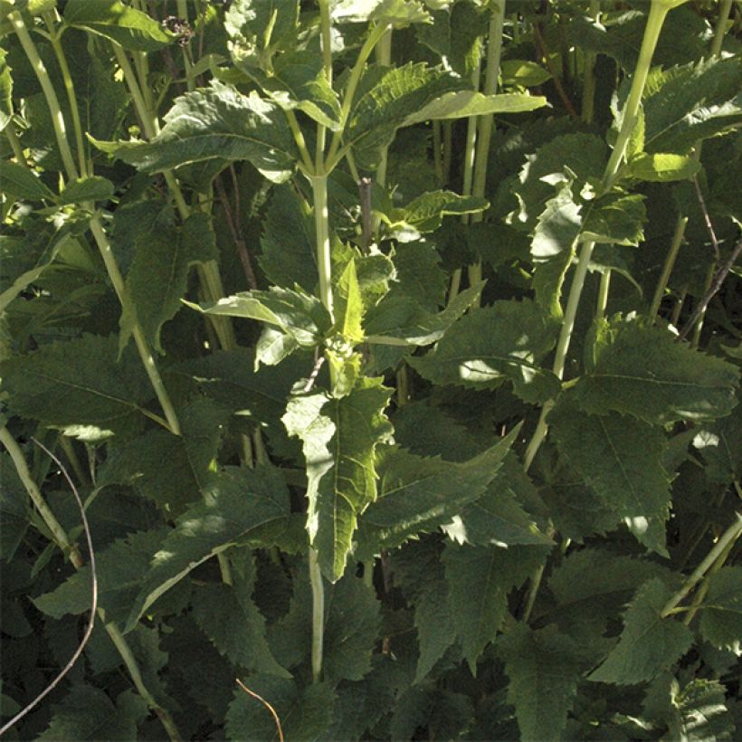 Heliopsis helianthoides var. scabra Sommersonne (Foliage)