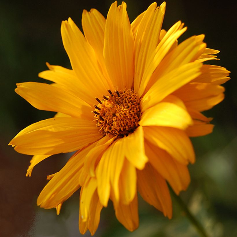 Heliopsis helianthoides var. scabra Sommersonne (Flowering)