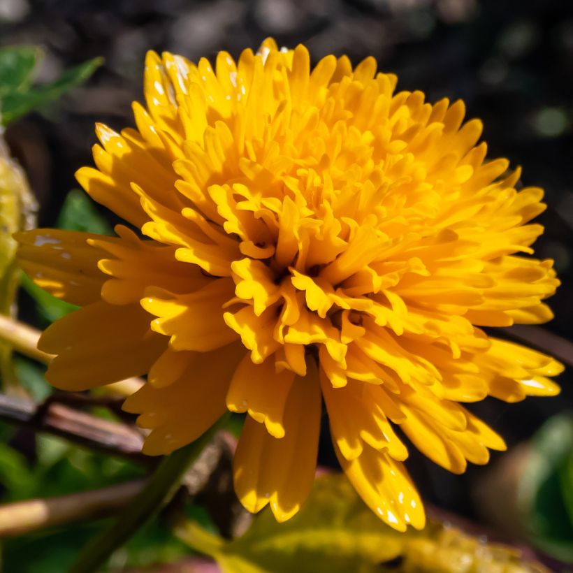 Heliopsis helianthoides Asahi (Flowering)