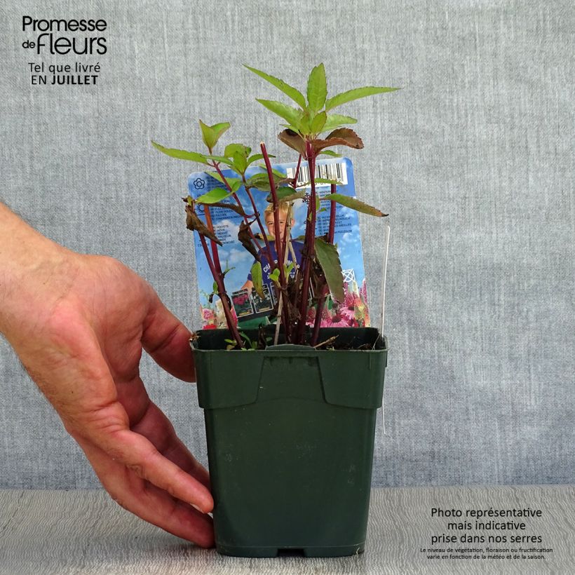 Heliopsis helianthoides var. scabra Burning Hearts 8/9 cm pot sample as delivered in summer