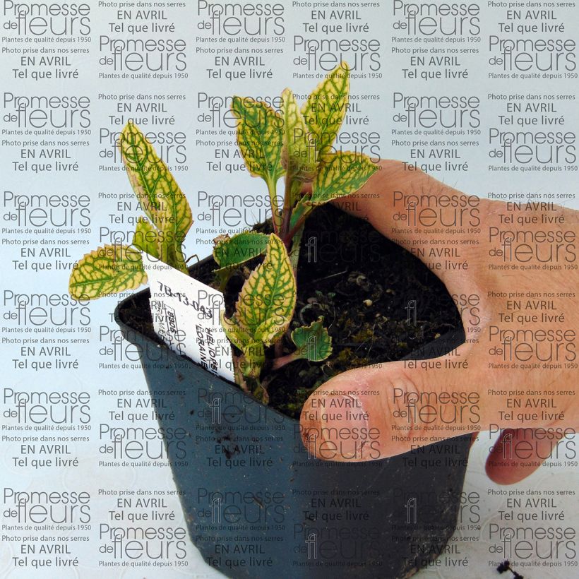 Example of Heliopsis helianthoïdes Loraine Sunshine 8/9 cm pot specimen as delivered