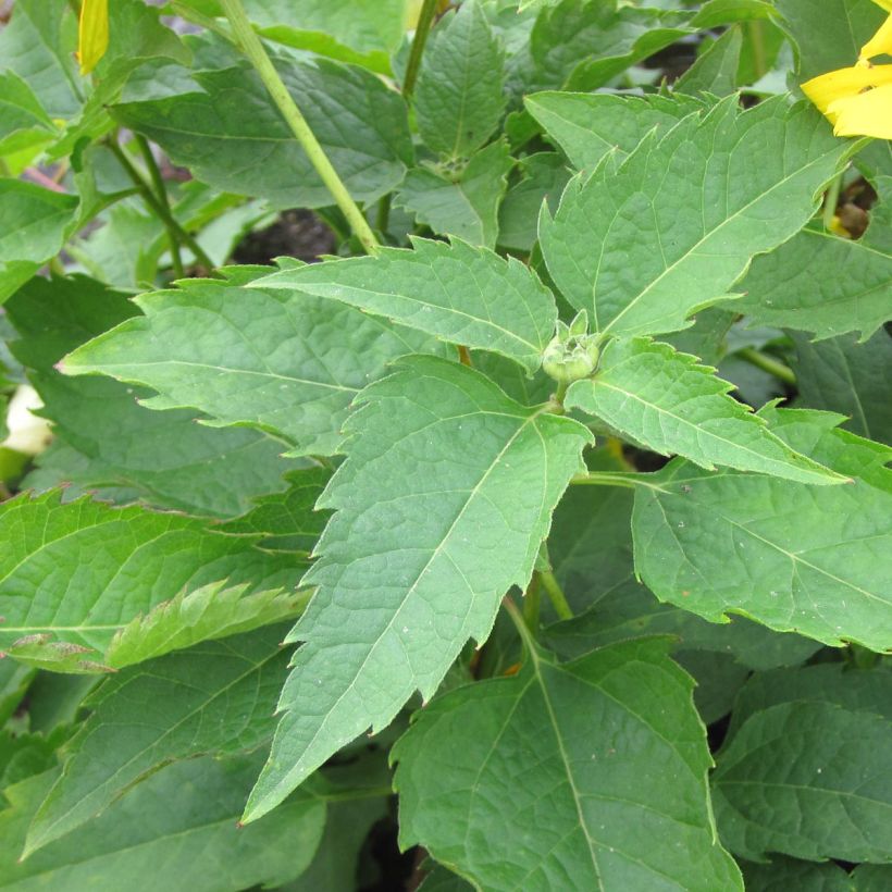 Heliopsis helianthoides Mars (Foliage)