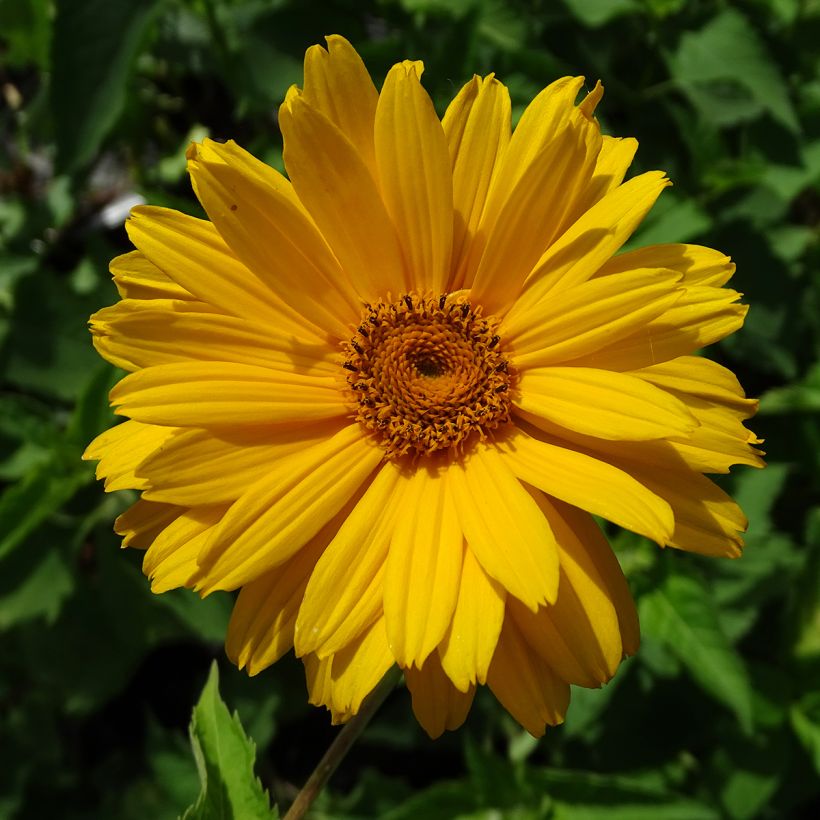 Heliopsis helianthoides Mars (Flowering)