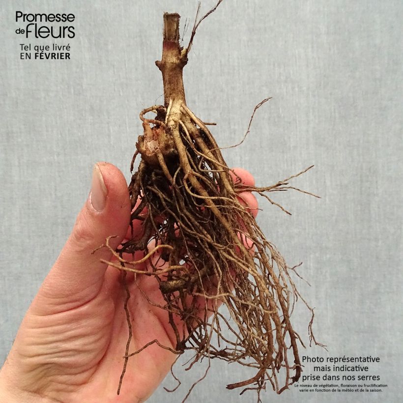 Heliopsis helianthoides Sparkling Contrast Bare root sample as delivered in winter