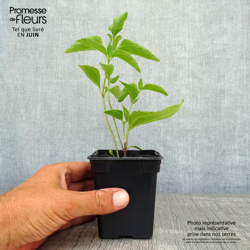 Heliopsis helianthoides var. scabra Sommersonne 7/8 cm pot sample as delivered in summer