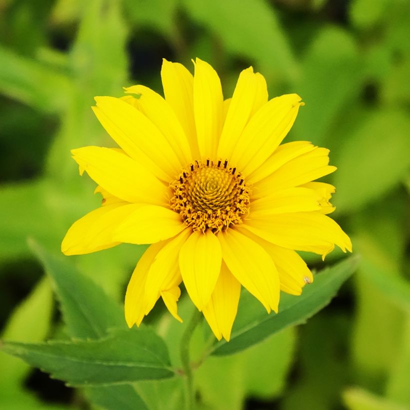 Heliopsis helianthoides var. scabra Sommersonne (Flowering)