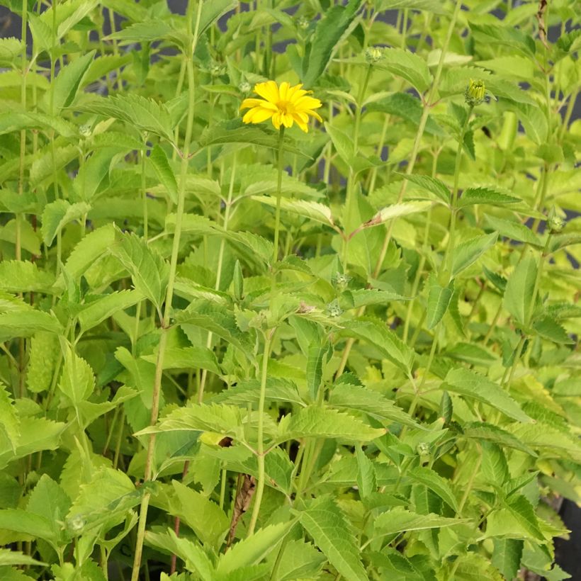 Heliopsis helianthoides var. scabra Sommersonne (Plant habit)