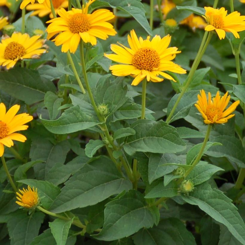 Heliopsis helianthoides Tuscan Sun (Foliage)