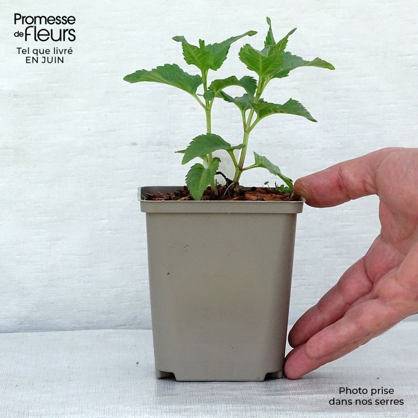 Heliopsis helianthoides Tuscan Sun 10cm/11cm pot sample as delivered in summer