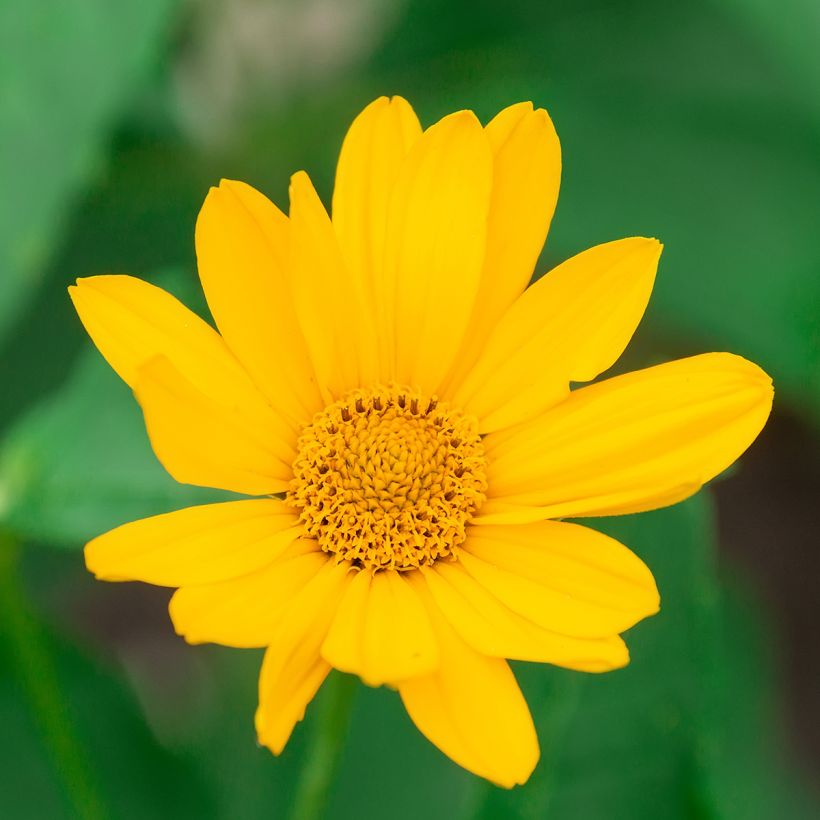 Heliopsis helianthoides Tuscan Sun (Flowering)