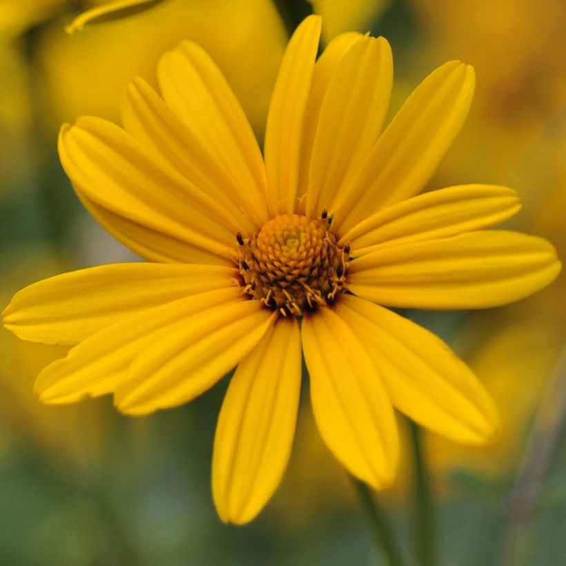 Heliopsis helianthoides var. scabra (Flowering)