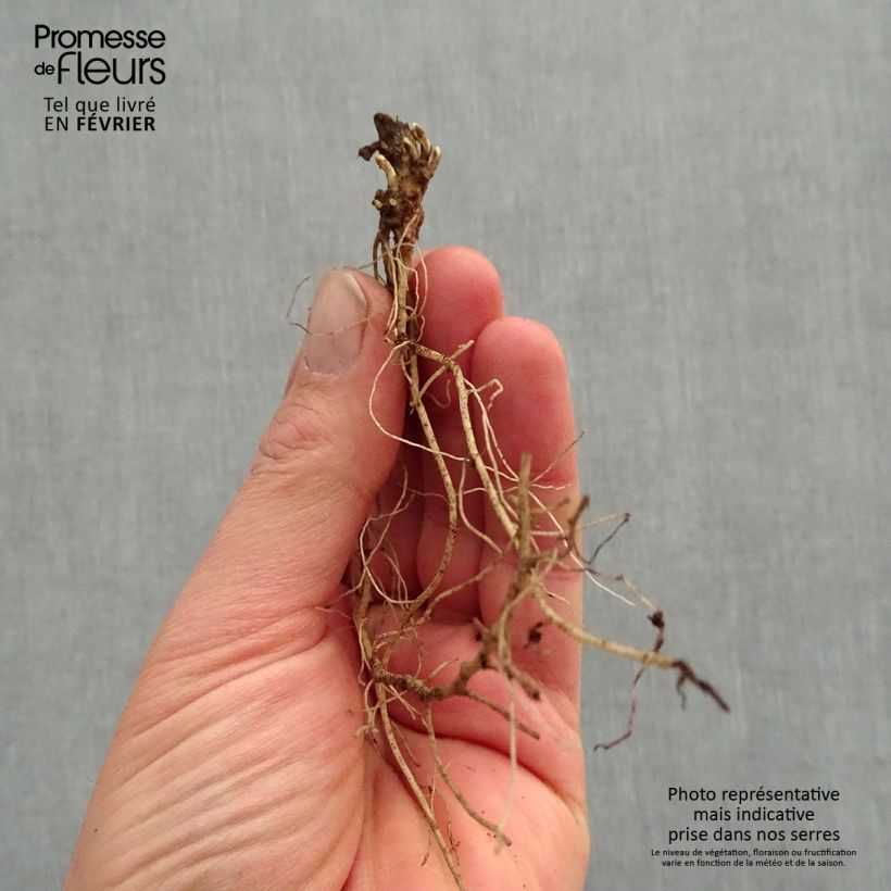 Heliopsis helianthoïdes var. scabra Fire Twister Bare root sample as delivered in winter
