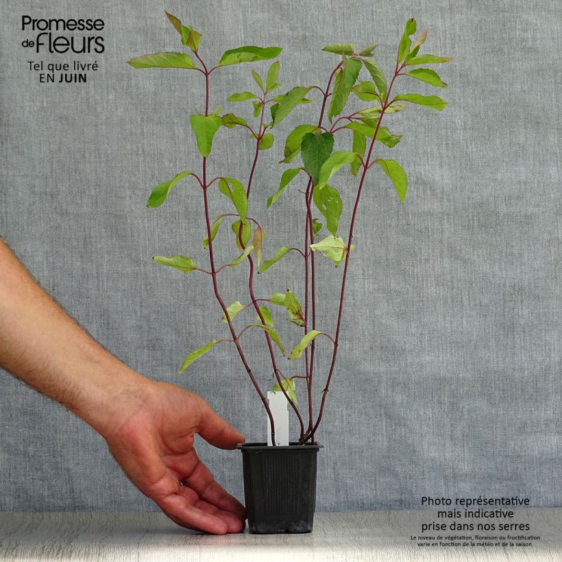 Heliopsis helianthoides var. scabra Summer Nights 8/9 cm pot sample as delivered in summer