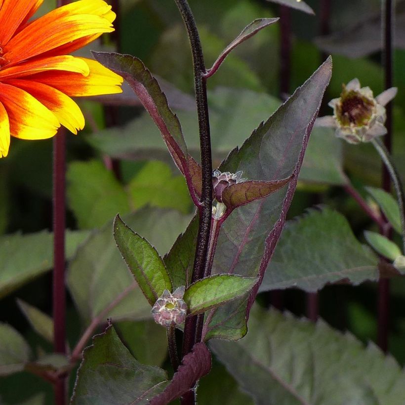 Heliopsis helianthoides var. scabra Burning Hearts (Foliage)