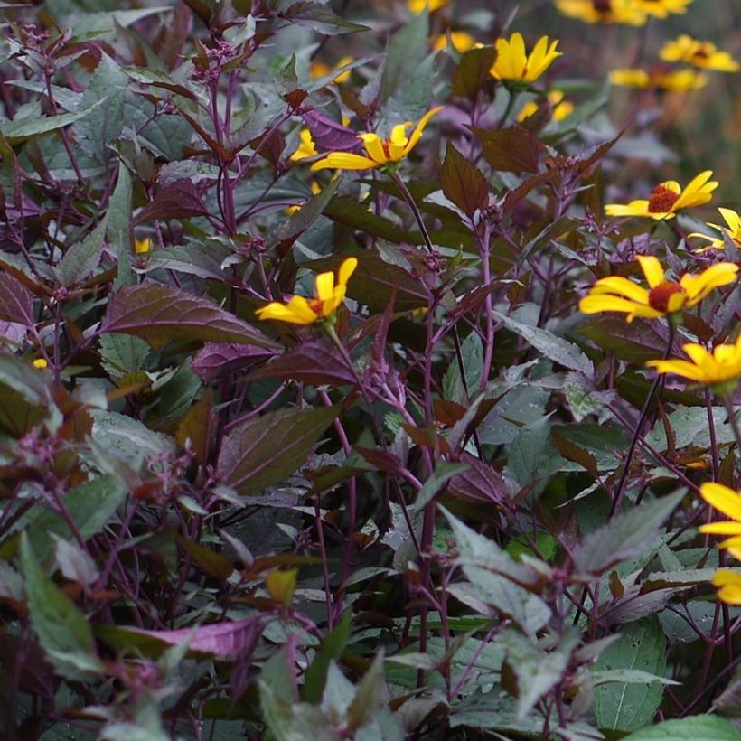 Heliopsis helianthoides var. scabra Summer Nights (Foliage)