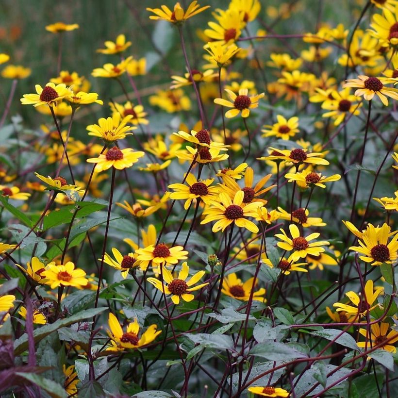 Heliopsis helianthoides var. scabra Summer Nights (Flowering)