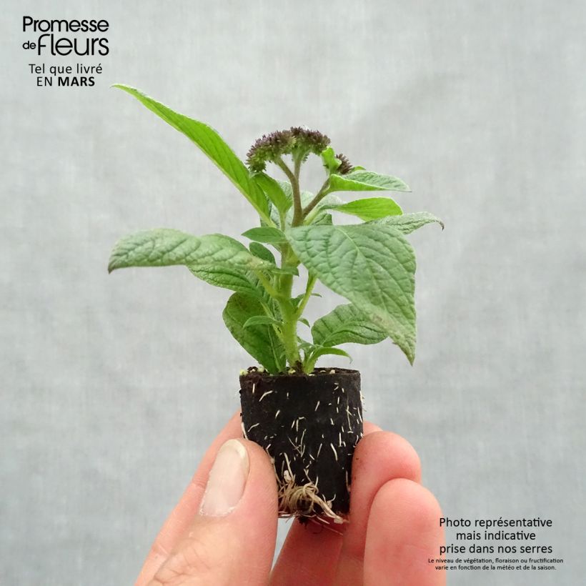 Heliotropium arborescens Marine - Garden Heliotrope Plug plant 3/4cm sample as delivered in spring
