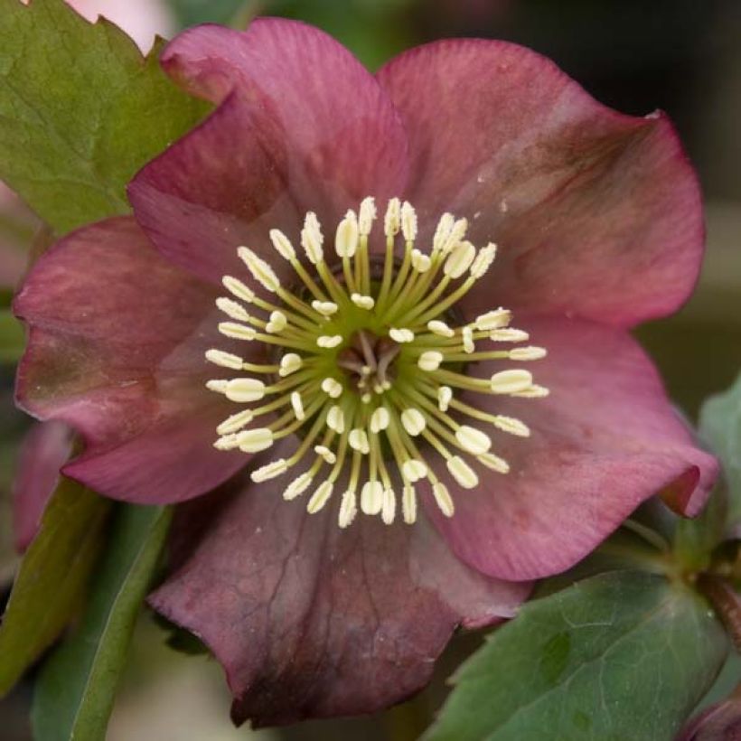 Helleborus hybridus Red (Flowering)