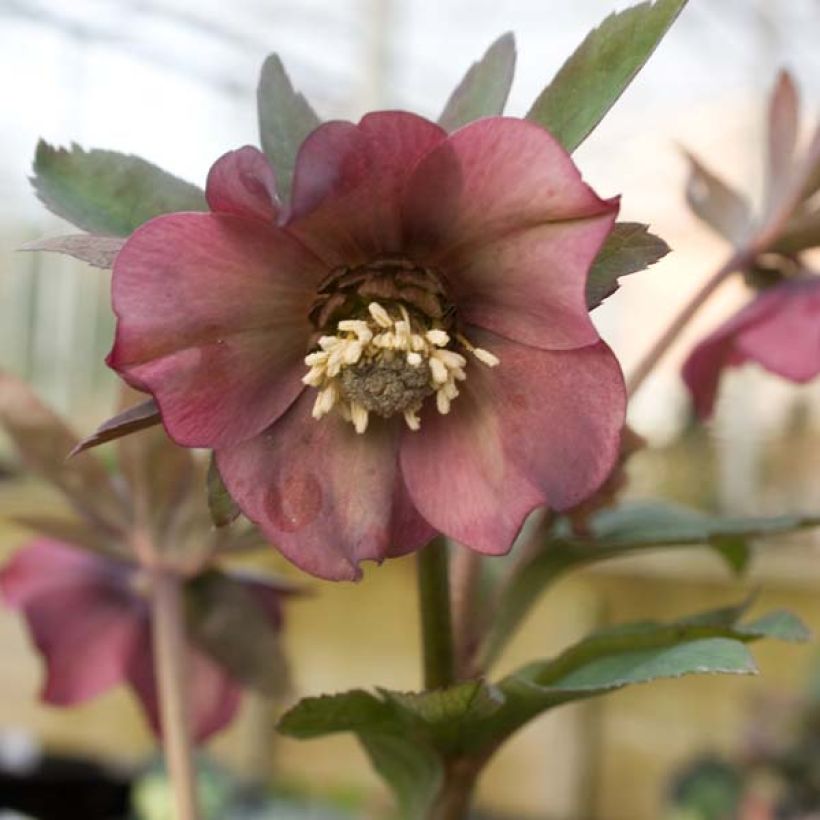 Helleborus orientalis subsp. abchasicus (Flowering)