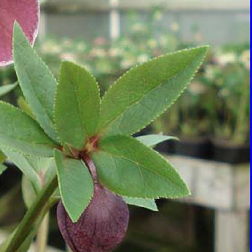 Helleborus Aubergine (Foliage)