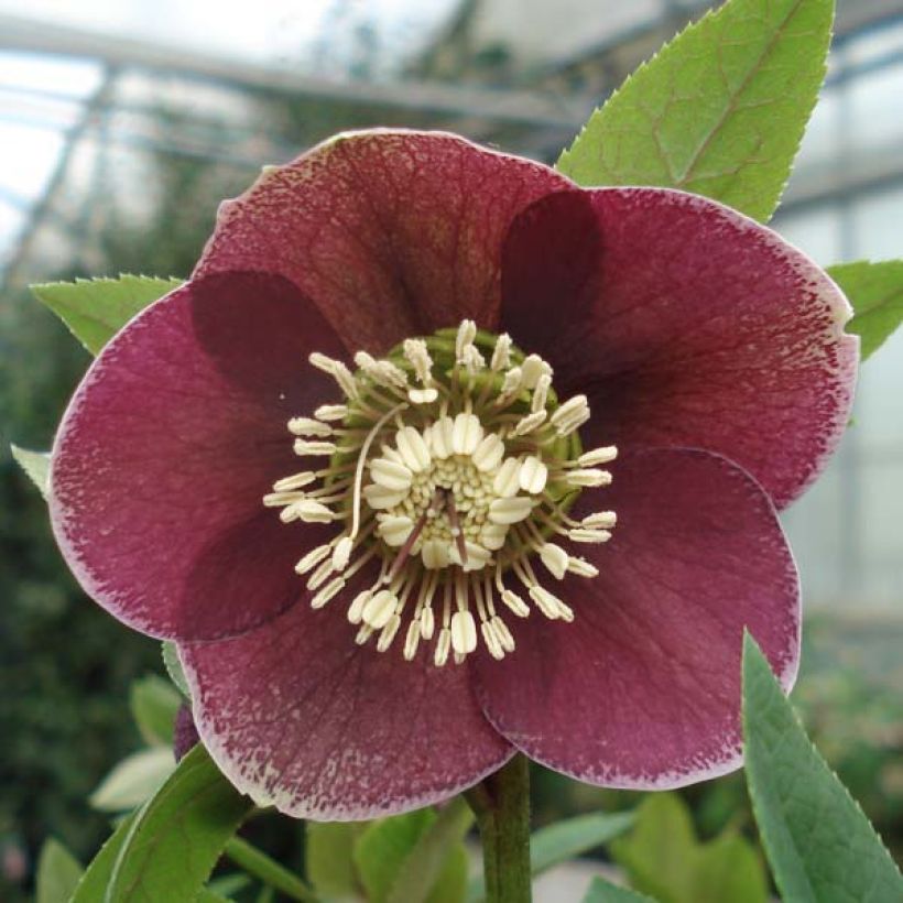 Helleborus Aubergine (Flowering)